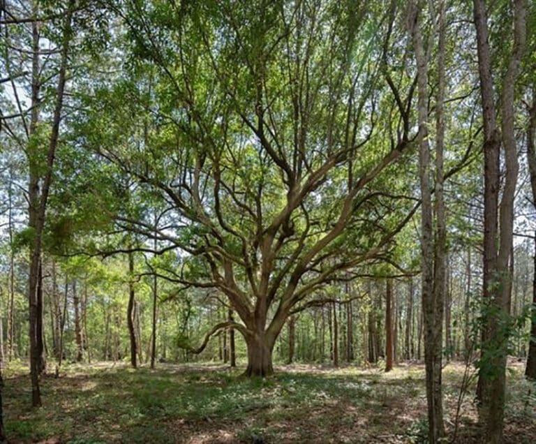 Wingfield Estates - Home Sites For Sale