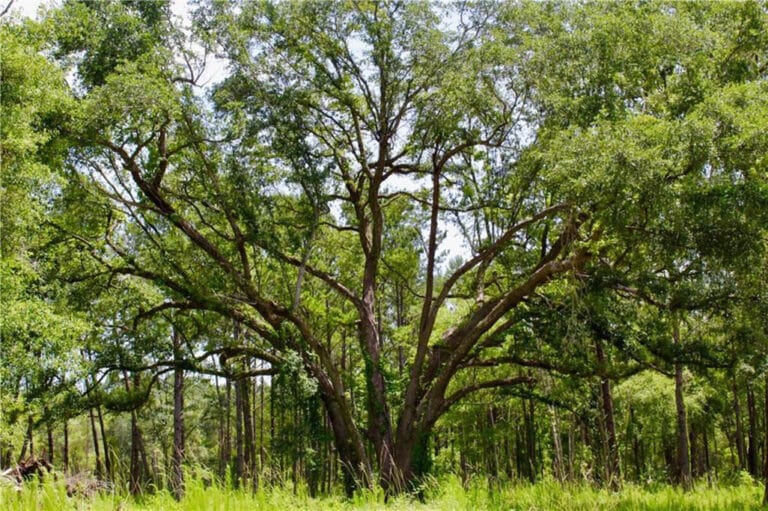 Wingfield Estates - Home Sites For Sale